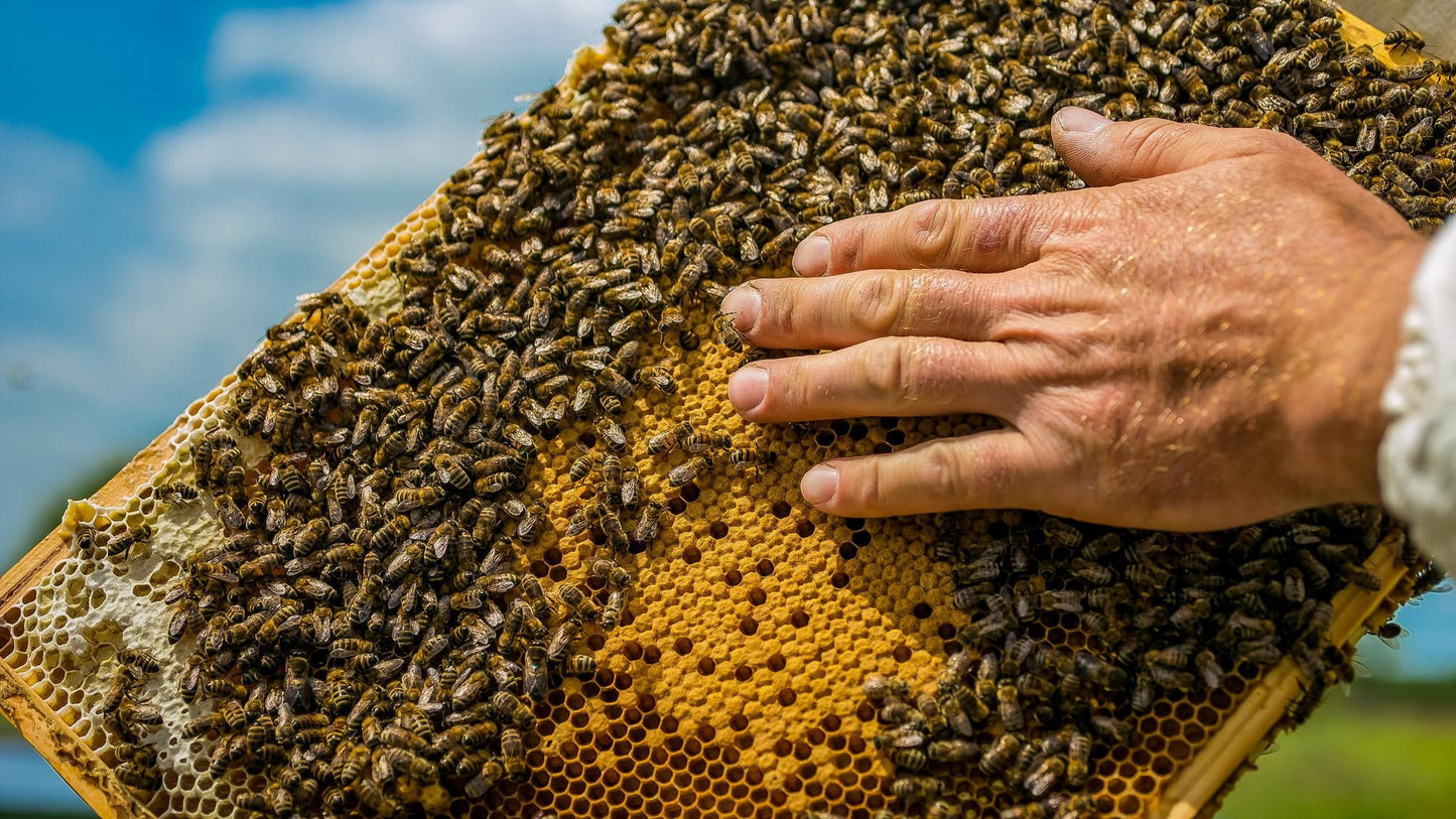 Vorreservierung 2026 - Bienenvolk, Jungvolk, 1 jährig überwintert, Carnica, Zander