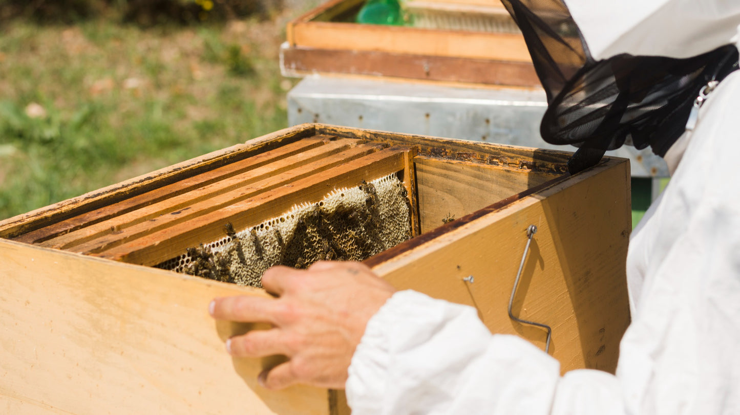 Gemeinsam durch das Bienenjahr inkl. selbst erstellten Jungvolk - Vorreservierung 2026