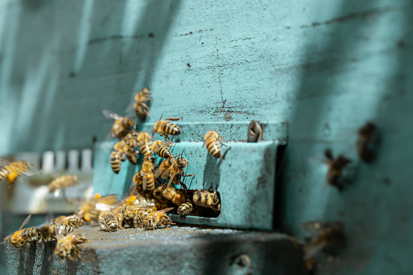 Gemeinsam durch das Bienenjahr inkl. selbst erstellten Jungvolk - Vorreservierung 2026