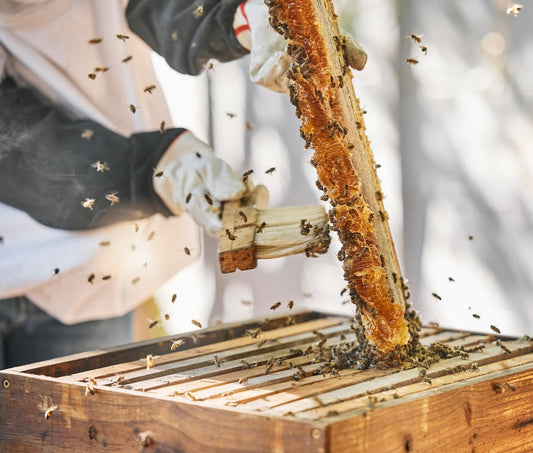 Gemeinsam durch das Bienenjahr inkl. selbst erstellten Jungvolk - Vorreservierung 2026